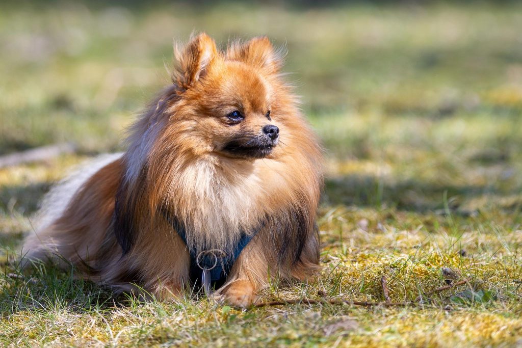 Hundefotograf Danny Hublin